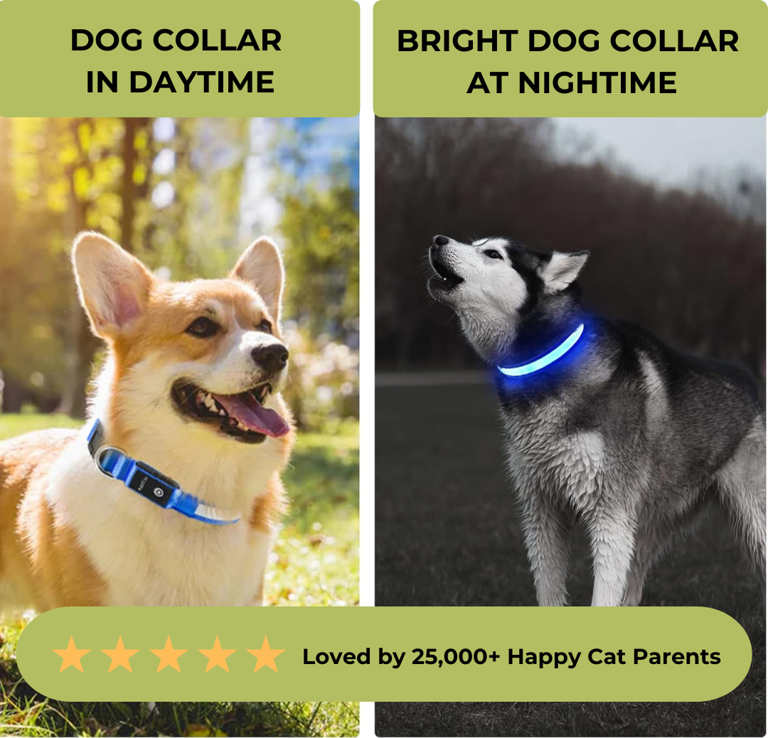 Glowing Dog Collar