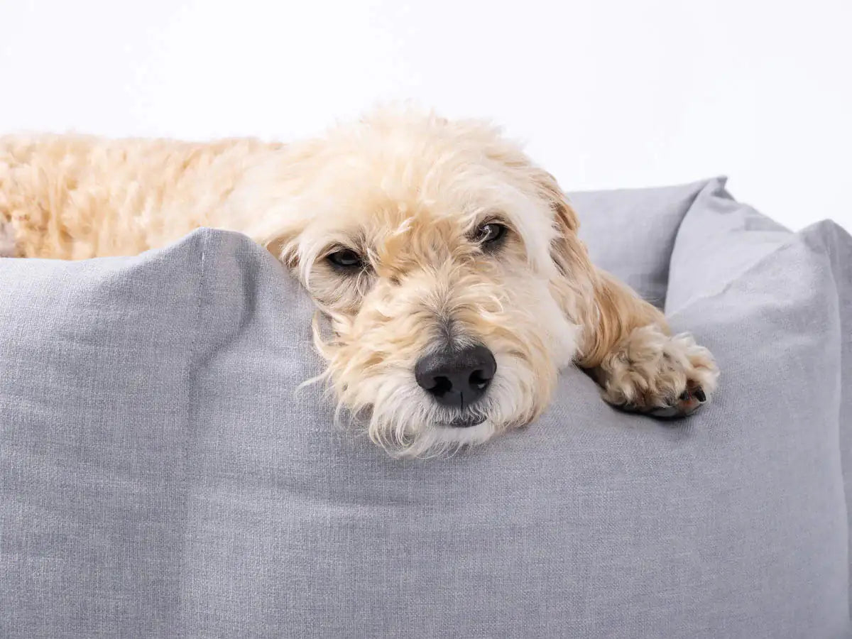 Cozy Paws Calming Dog Bed